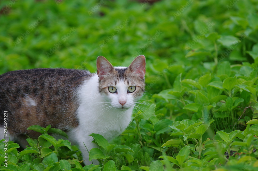 猫ちゃん 猫ちゃん