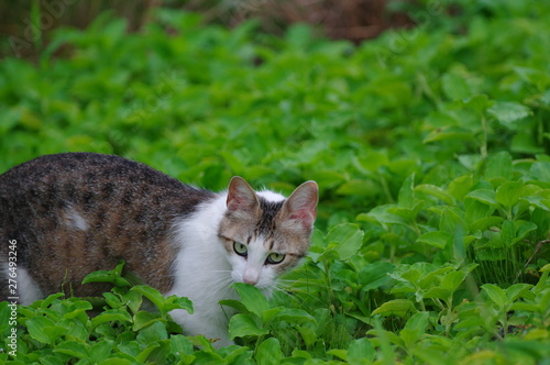 猫ちゃん