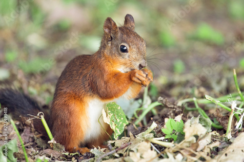 Squirrel with red fur in autumn forest on