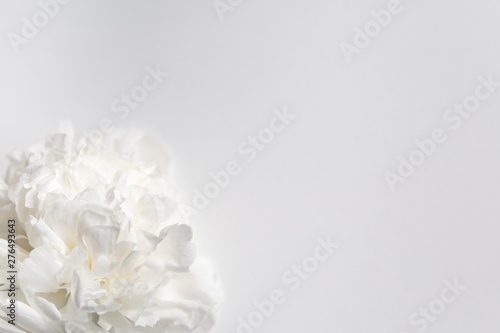 White peony flower on a gently white background, closeup