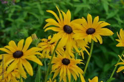 Rudbeckia  flower  yellow  sunflower  nature  garden  summer  plant  flowers  field  green  floral  bloom  daisy  flora  bright  petal  spring  beauty  blossom  sun  beautiful  sunflowers  color  bloo