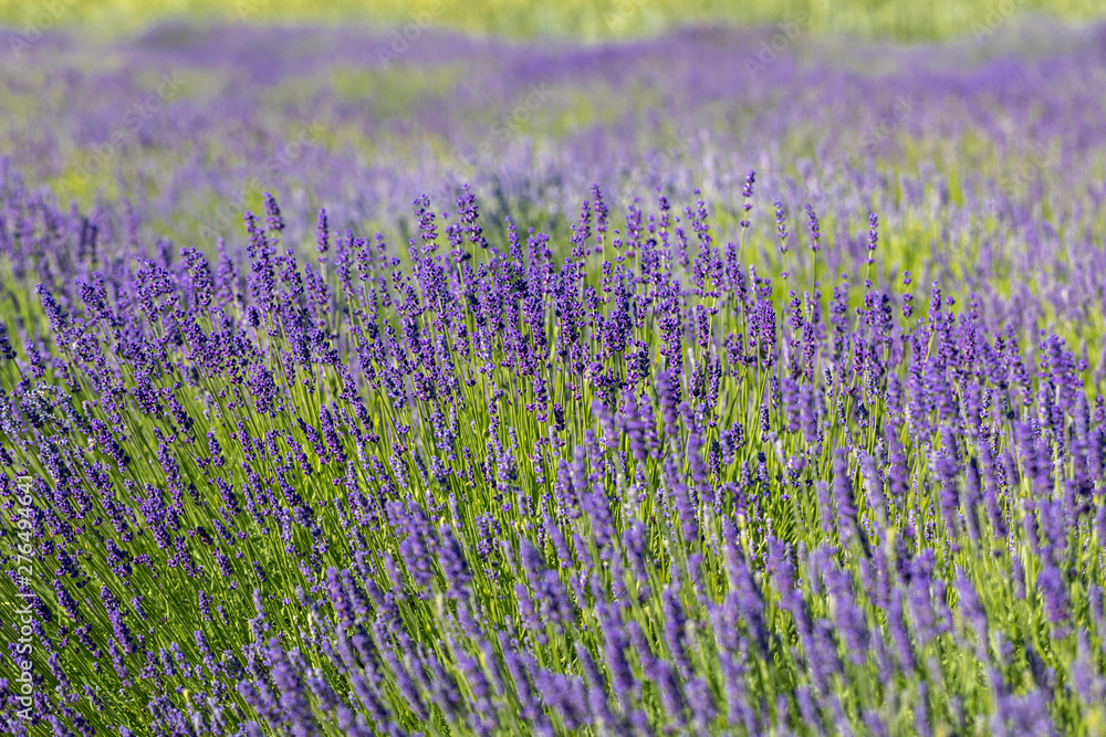 Naklejka premium the blooming lavender flowers in Provence, near Sault, France