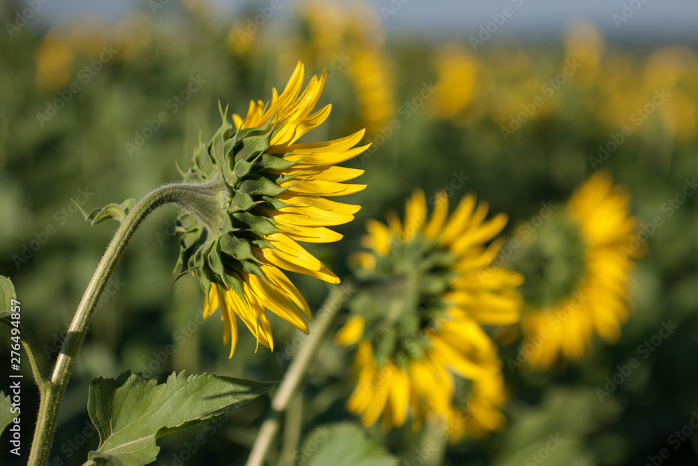 Sunflower field landscape