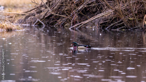 Wood duck  Aix sponsa  swimming in a Beaver lake of Stanley park under light rain. Vancouver  British Columbia  Canada