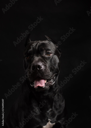 Black cane corso portrait in studio on black background. Black dog on the black background. Dog looks left. Copy Space