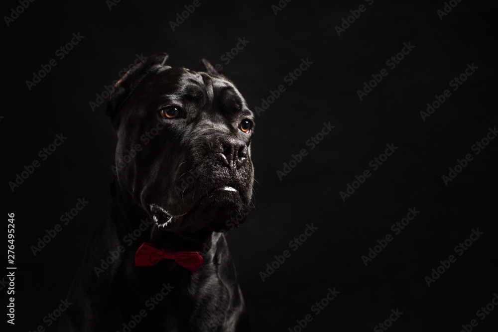 Fototapeta premium Black cane corso portrait with a red bow in studio with black background. Black dog on the black background. Dog look right. Copy Space