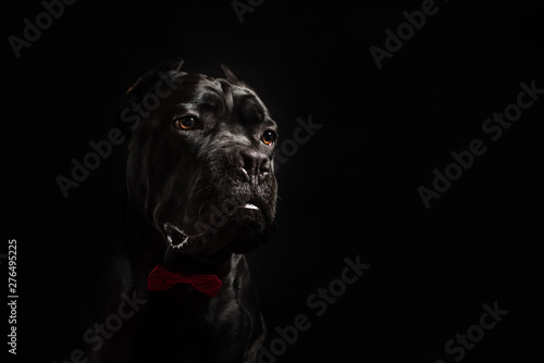 Black cane corso portrait with a red bow in studio with black background. Black dog on the black background. Dog look right. Copy Space