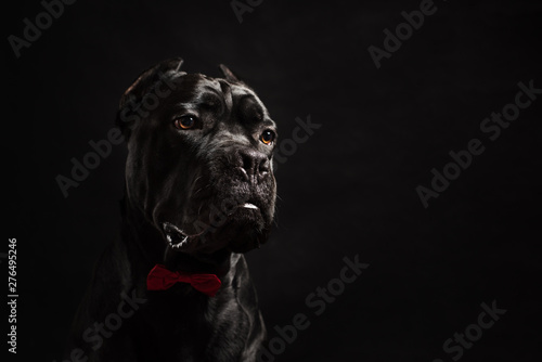 Black cane corso portrait with a red bow in studio with black background. Black dog on the black background. Dog look right. Copy Space