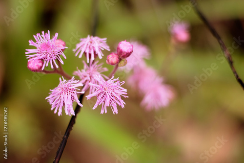 Puprple Macro Flower