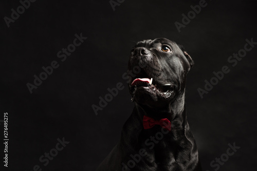 Black cane corso portrait with a red bow in studio with black background. Black dog on the black background. Dog look left. Copy Space