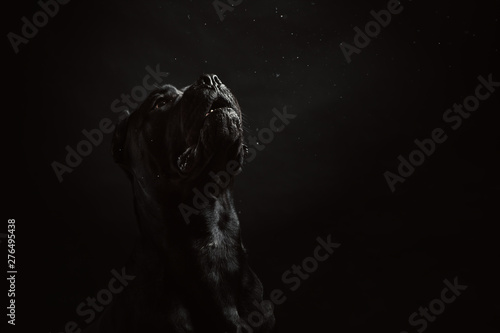 Canvas Print Black cane corso portrait in studio on black background