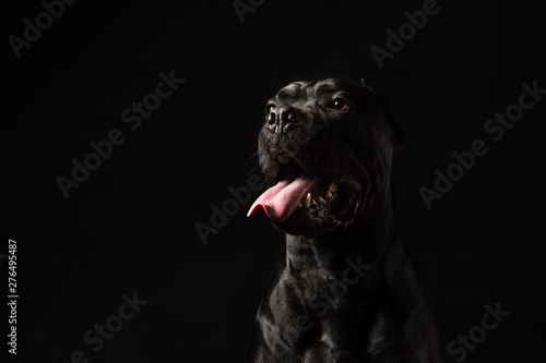 Black cane corso portrait in studio on black background. Black dog on the black background. Dog with open mouth. Copy Space © Iulia