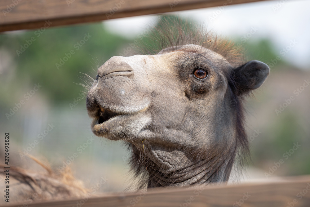 Camel Muzzle, Portrait of camel. Close up photo of camel head in a zoo.  