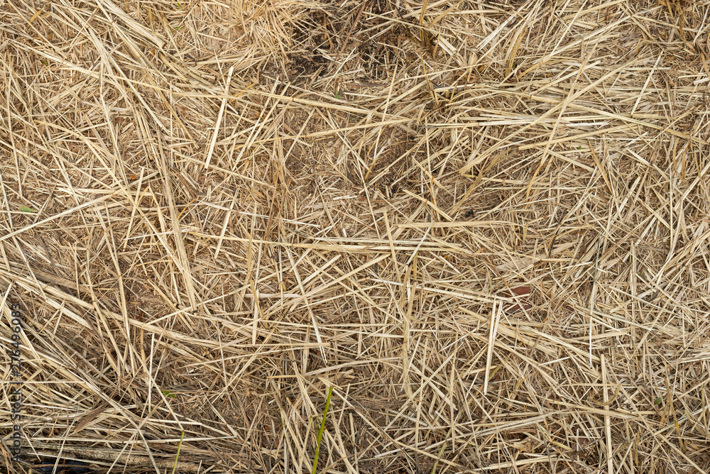 Macro texture of crushed dry grass,straw in the sun. Macro texture of crushed dry grass,straw in the sun.