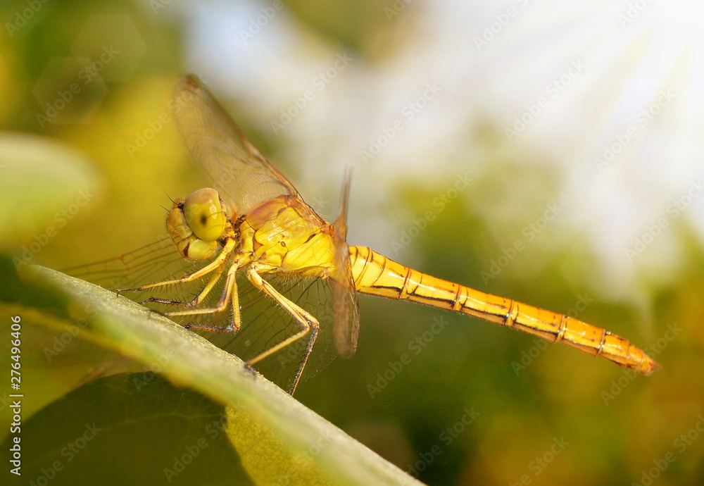 Dragonfly sitting on a green leaf in the light of the setting sun. Dragonfly sitting on a green leaf in the light of the setting sun.