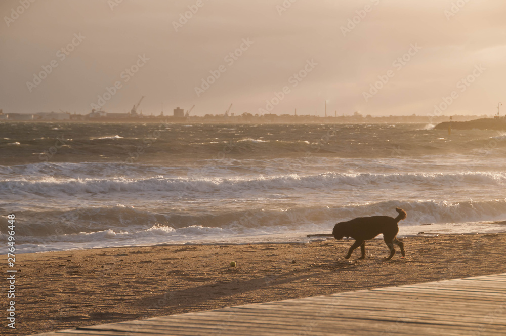 Black dog is enjoying happily on golden sand beach in the afternoon