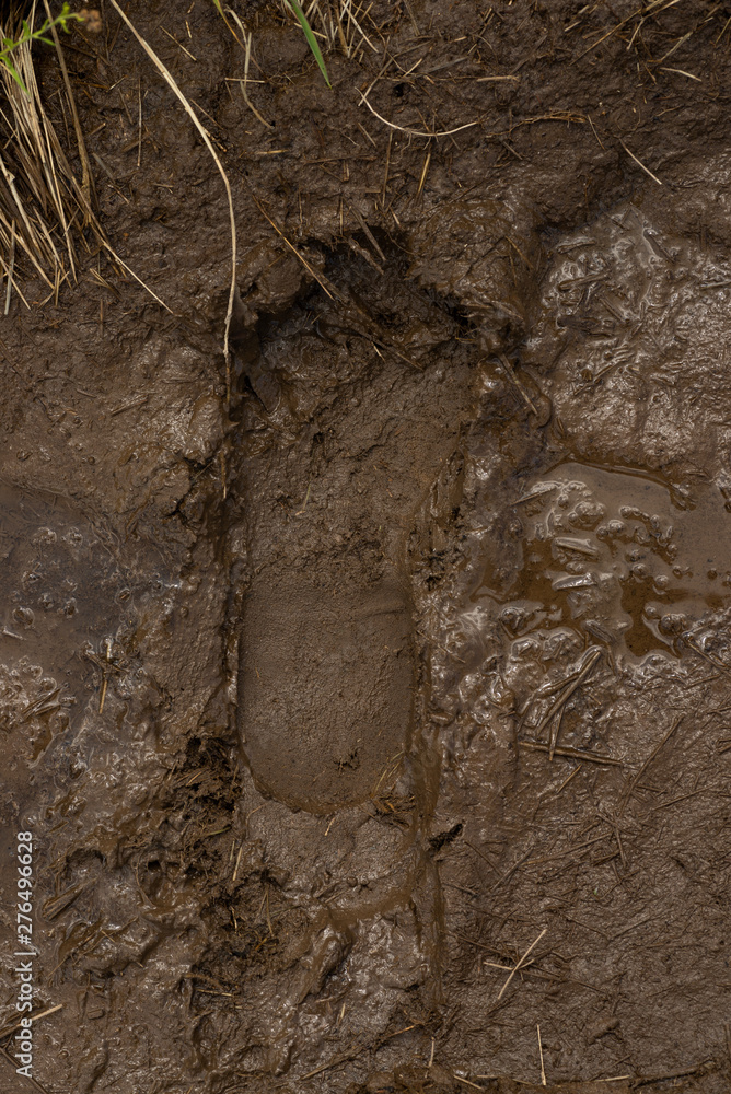 A footprint in the mud