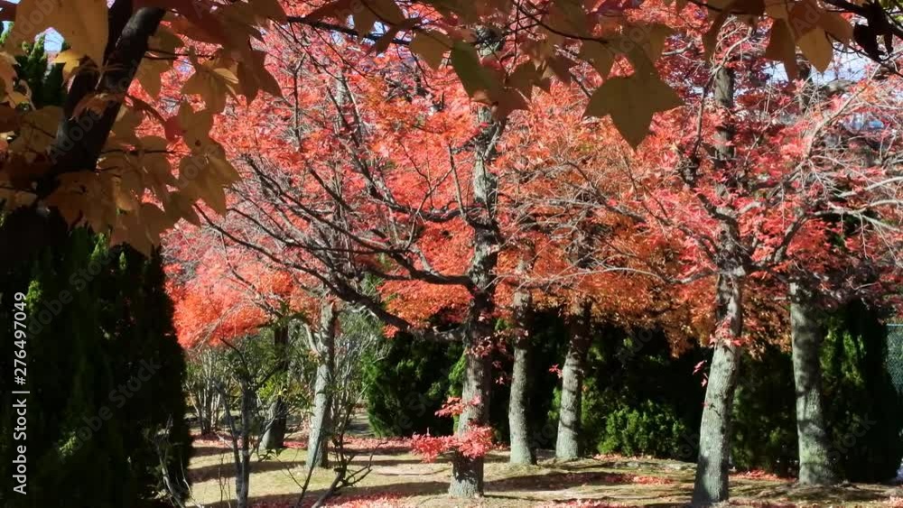 フウの紅葉と陽だまり
