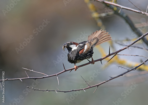 Portrait of a Spanish sparrow or willow sparrow male (Passer hispaniolensis) sitting on a branch and showing caught prey to the female. Closeup detailed photo photo