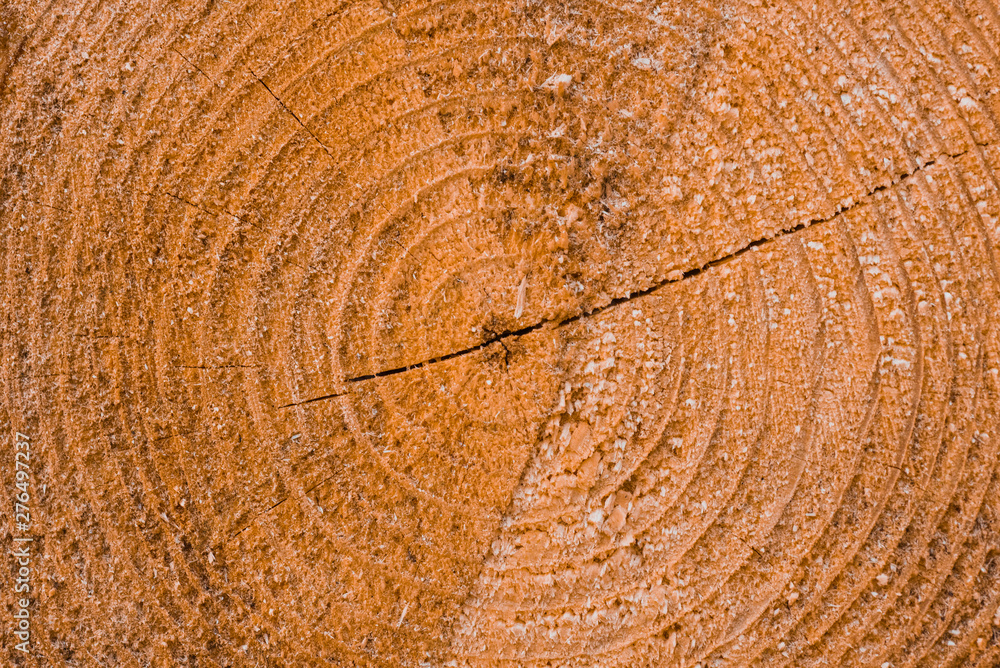 Naklejka premium Macro texture of a slice of pine trunk
