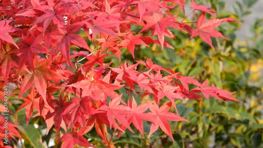 雨と紅葉 雨と紅葉