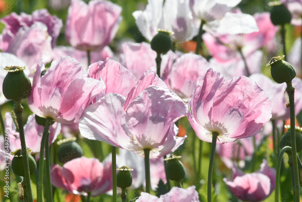 Mohnblüte Mohnblüte