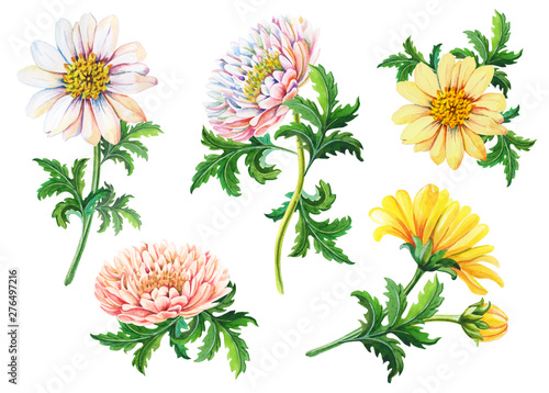 Set of watercolor chrysanthemums on a white background.Summer,autumn floral illustration of yellow