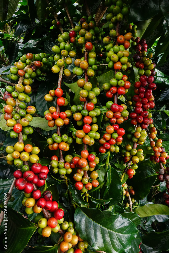 Coffee beans ripening on a tree Coffee beans ripening on a tree