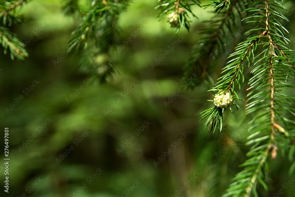Nature plants flowers blurred background. Nature plants flowers blurred background.