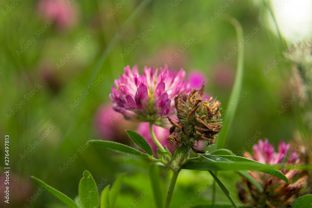 Nature plants flowers blurred background.