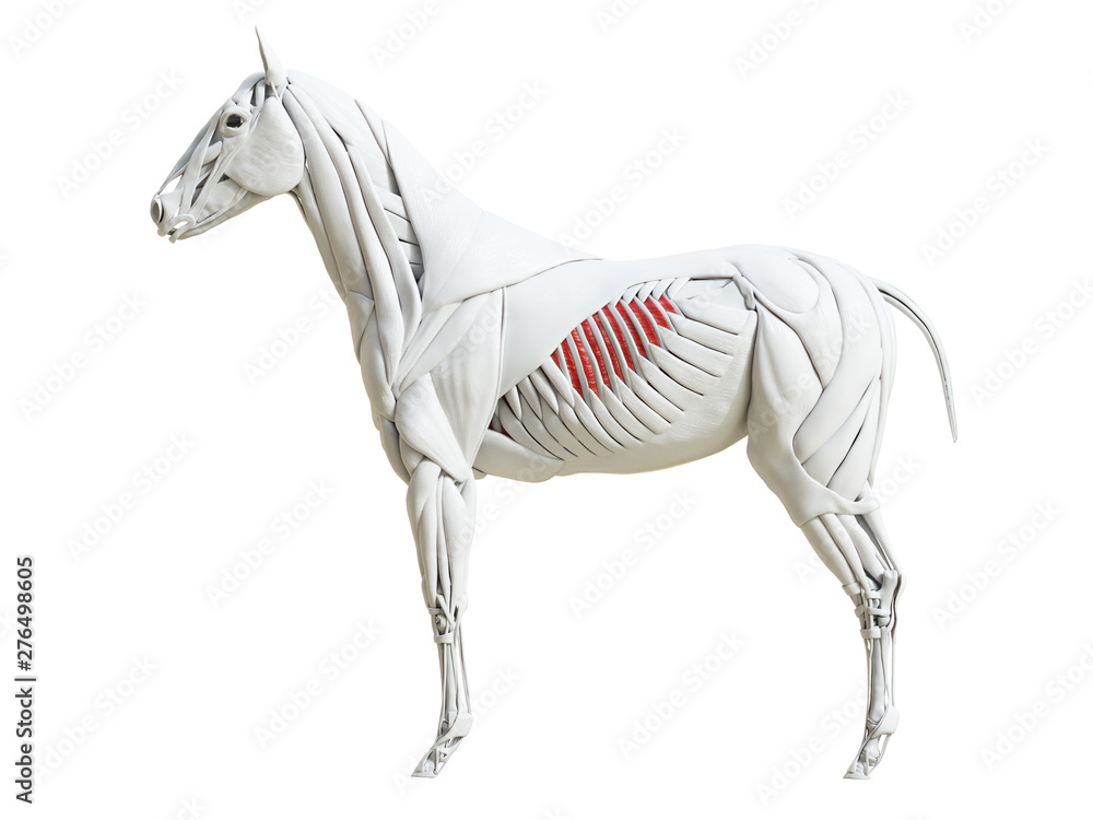 3d rendered medically accurate illustration of the equine muscle anatomy - intercostal externi 3d rendered medically accurate illustration of the equine muscle anatomy - intercostal externi