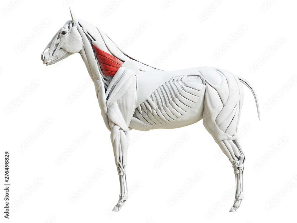 3d rendered medically accurate illustration of the equine muscle anatomy - serratus ventralis 3d rendered medically accurate illustration of the equine muscle anatomy - serratus ventralis