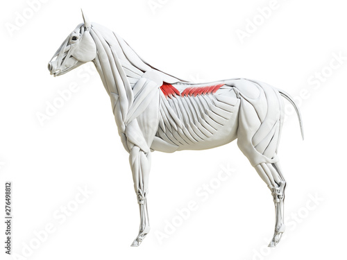 3d rendered medically accurate illustration of the equine muscle anatomy - serratus dorsalis