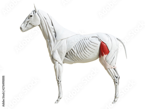 3d rendered medically accurate illustration of the equine muscle anatomy - tensor fascia latae photo