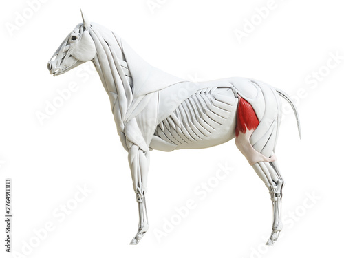 Foto 3d rendered medically accurate illustration of the equine muscle anatomy - tenso