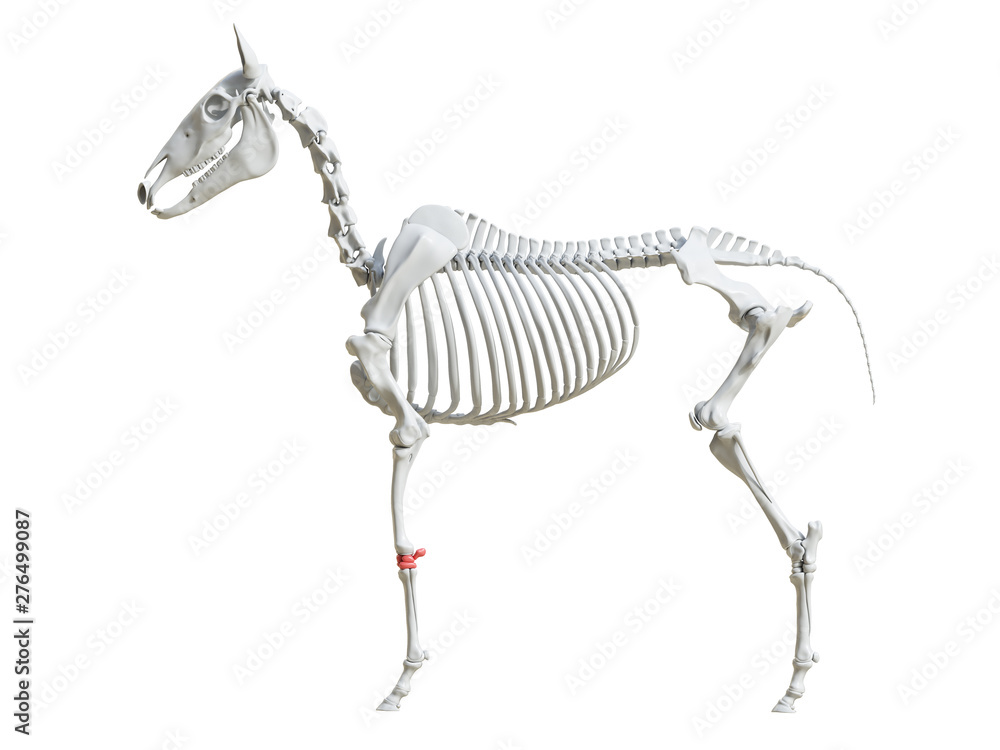 3d rendered medically accurate illustration of the equine skeleton - carpus