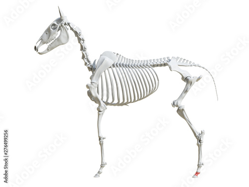 3d rendered medically accurate illustration of the equine skeleton - second phalange