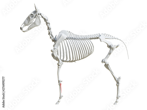 3d rendered medically accurate illustration of the equine skeleton - splint bone