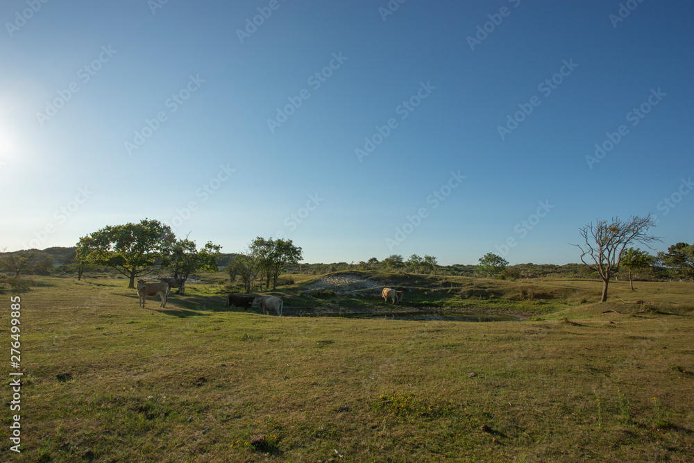 Fototapeta premium Grassland at the Sea