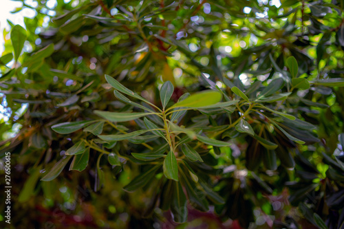 leaves on wood, Mediterranean