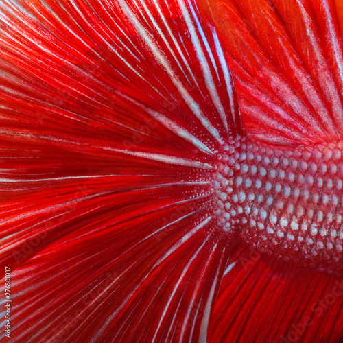 Textures and colors of Siamese fighting fish.