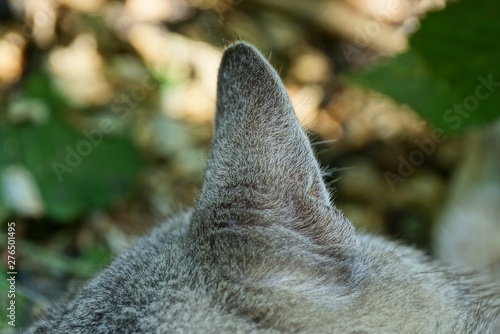 one big gray ear on a cat head on the street