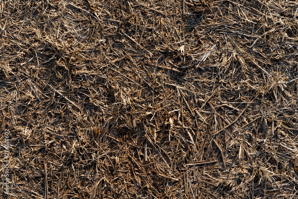Texture of trampled, dry grass dried from heat Texture of trampled, dry grass dried from heat