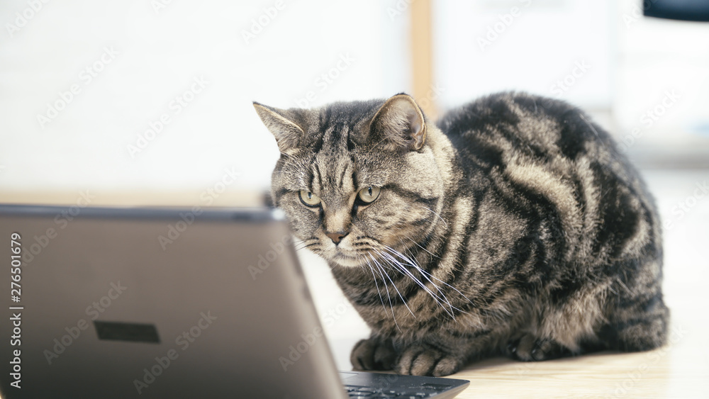 Cat looking at video on laptop computer