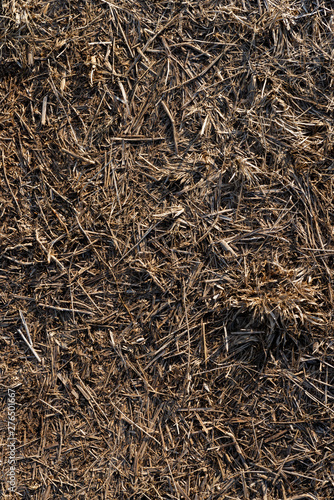 Texture of trampled, dry grass dried from heat