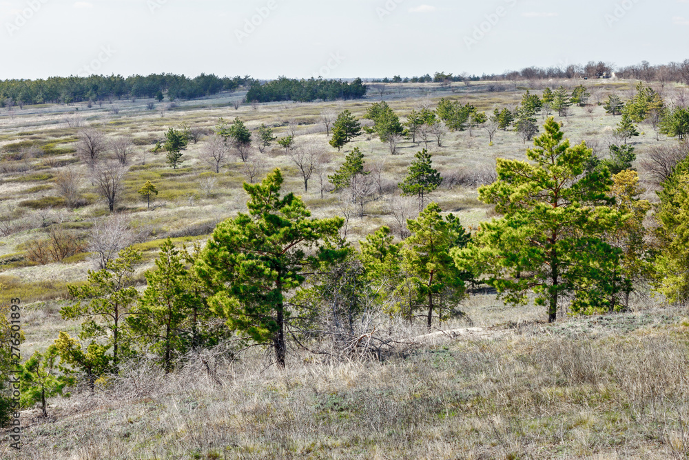 The rare pine trees planted on the hill slope for soil reinforcement. Rostov-on-Don region, Russia