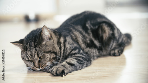 Tableau sur toile Cat hold a catnip stick