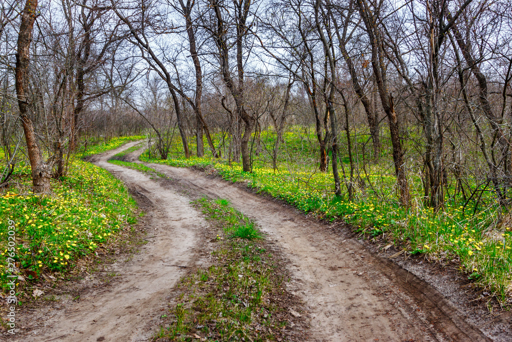 The unpaved country road leading through the leafless forest with blossom yellow wildflowers at the early spring time