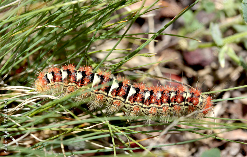 big caterpillar in the grass