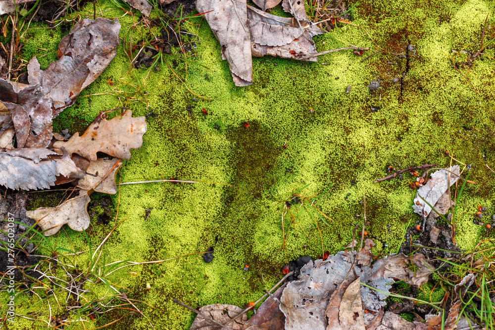 The natural forest background with vibrant green moss and dry fallen leaves of oak The natural forest background with vibrant green moss and dry fallen leaves of oak